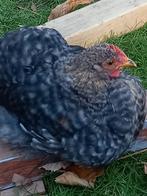 3 brahma haantjes super Tam,, Dieren en Toebehoren, Pluimvee, Mannelijk, Kip