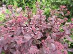 Vaste plant: Sedum Purple Emperor 5 euro, Ophalen, Bodembedekkers, Volle zon, Vaste plant