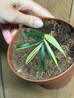 Chamaedorea elegans plant palm variegata aurea cream albo, Ophalen of Verzenden, Overige soorten, Minder dan 100 cm