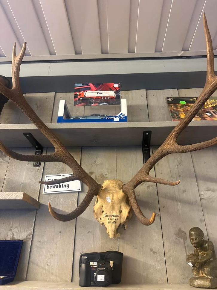 Hertenschedel met gewei, Antiek en Kunst, Kunst | Overige Kunst, Ophalen