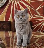 Brits kortehaar Poesje, Dieren en Toebehoren, Katten en Kittens | Raskatten | Korthaar, Gechipt, Poes