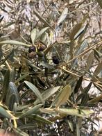 Zeer mooie grote oude olijf, Bloeit niet, 100 tot 250 cm, Olijfboom, Ophalen