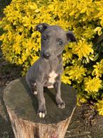 Mooie blauwe Whippet pups te koop, Dieren en Toebehoren, Honden | Windhonden, Nederland, Whippet, CDV (hondenziekte), 8 tot 15 weken