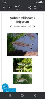 Trilineatus rasbora, Dieren en Toebehoren, Vis