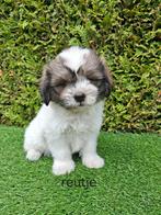 Zeer mooie speelse boomer pups., Overige rassen, CDV (hondenziekte), 8 tot 15 weken, Meerdere