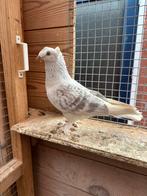 Takla, Dieren en Toebehoren, Tuimelaar of Roller