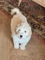 Goldendoodle pups, Parvo, België, Fokker | Hobbymatig, Overige rassen