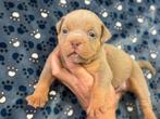 Bullforce Old English Bulldog pups vanaf 1500€, Dieren en Toebehoren, Honden | Bulldogs, Pinschers en Molossers, Nederland, 15 weken tot 1 jaar