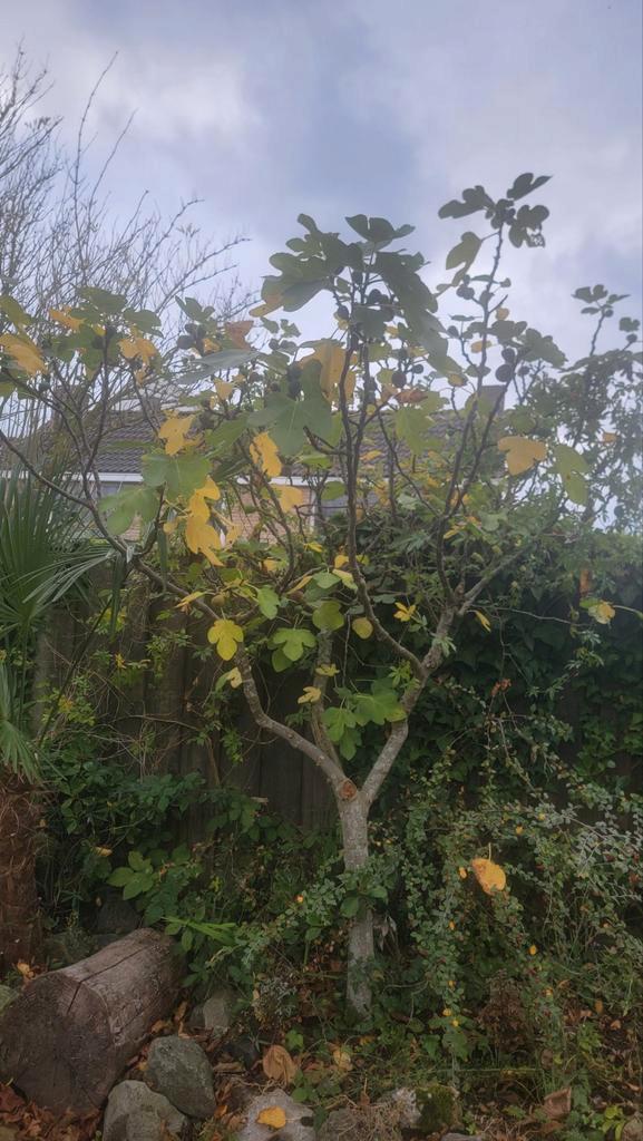 Grote Vijgenboom (Ficus carica) met Overvloedige Oogst!, Tuin en Terras, Planten | Bomen, Ophalen
