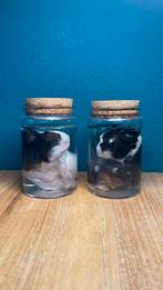 Twee jonge cavia’s op sterk water, Verzamelen, Ophalen, Zo goed als nieuw, Opgezet dier