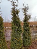 Coniferen haagplant thuja brabant 250-300 cm hoog, Tuin en Terras, Planten | Bomen, Ophalen, Bloeit niet, Halfschaduw, Overige soorten