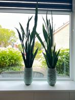 2 Grote Sanseveria’s (150 cm) inclusief stijlvolle potten, Ophalen, Overige soorten
