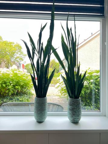 2 Grote Sanseveria’s (150 cm) inclusief stijlvolle potten beschikbaar voor biedingen