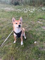 Shiba inu 8 maanden, Dieren en Toebehoren, Particulier, Rabiës (hondsdolheid), 15 weken tot 1 jaar, Reu