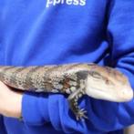 Gezocht blauwtongskink, Dieren en Toebehoren, Ophalen