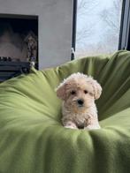 Maltipoo (Maltezer x Poedel) pups reutjes, Poedel, Parvo, Nederland, 8 tot 15 weken