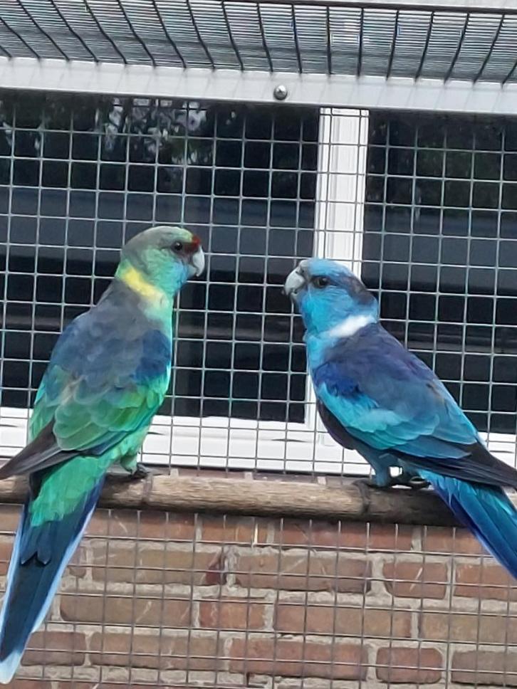 GEVRAAGD:  Barnard en Princess of Wales, Dieren en Toebehoren, Vogels | Parkieten en Papegaaien, Parkiet, Meerdere dieren, Geringd