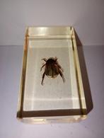 insect in epoxy hars 03, Ophalen of Verzenden, Nieuw, Insect, Beeldje of Figuurtje