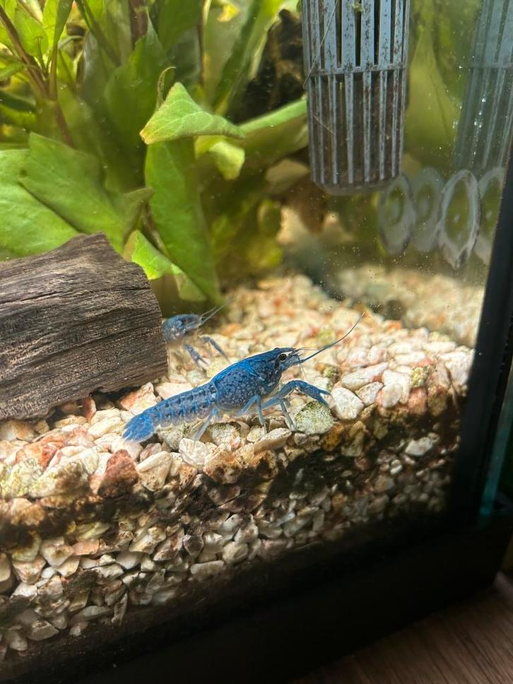 Blauwe florida kreeften, Dieren en Toebehoren, Vissen | Aquariumvissen, Vis