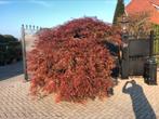 Acer ornatum Japanse Esdoorn pendula breedte 250 cm, Ophalen, Halfschaduw, Overige soorten, 100 tot 250 cm