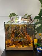 30l cube aquarium dennerle, Dieren en Toebehoren, Vissen | Aquaria en Toebehoren, Ophalen, Zo goed als nieuw, Leeg aquarium