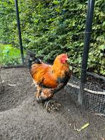 Brahma hanen gratis afhalen, Dieren en Toebehoren, Mannelijk, Kip