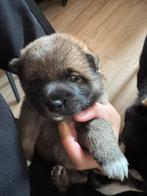 Shiba inu pup, Dieren en Toebehoren, 8 tot 15 weken, Eén hond, Nederland, Particulier