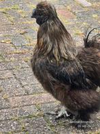 Lief haantje gratis af te halen., Dieren en Toebehoren, Pluimvee, Mannelijk, Kip