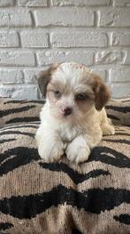 Boomer pups, Overige rassen, CDV (hondenziekte), 8 tot 15 weken, Meerdere