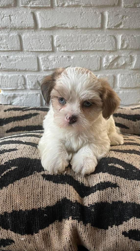Boomer pups, Dieren en Toebehoren, Honden | Chihuahua's en Gezelschapshonden, Meerdere dieren, Overige rassen, Particulier, Meerdere