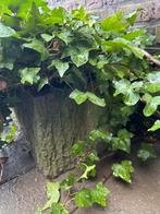 Hedera klimop in betonnen bak gratis af te halen!!, Ophalen, Bodembedekkers, Vaste plant, Bloeit niet