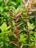 Rotala Yao Yai 4stks - ook verzenden, Dieren en Toebehoren, Ophalen of Verzenden, Nieuw, Plant(en), Steen of Hout
