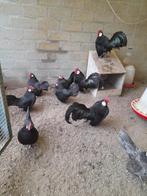 Java krielen te koop, Dieren en Toebehoren, Pluimvee, Meerdere dieren, Kip