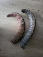 Set van Hoorns, Ophalen of Verzenden, Gebruikt, Boerderijdier, Gewei of Kop