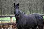 Phloriane, Merrie, Dressuurpaard, Zadelmak, 3 tot 6 jaar