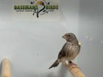 Witstuit edelzanger - serinus leucopygius, Dieren en Toebehoren, Meerdere dieren, Tropenvogel, Geringd