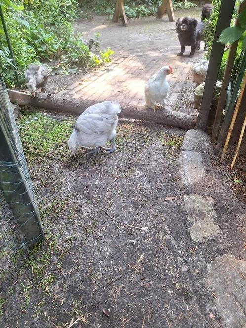 Orpington kuikens, Dieren en Toebehoren, Pluimvee, Kip, Meerdere dieren