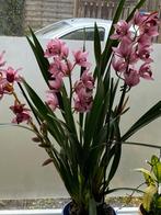 Cymbidium orchideeën orchidee kamerplant plant 4 planten, Overige soorten, Minder dan 100 cm, Bloeiende kamerplant, Halfschaduw