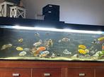 Gehele bestand vissen, Dieren en Toebehoren, Vissen | Aquaria en Toebehoren, Ophalen, Gebruikt, Leeg aquarium