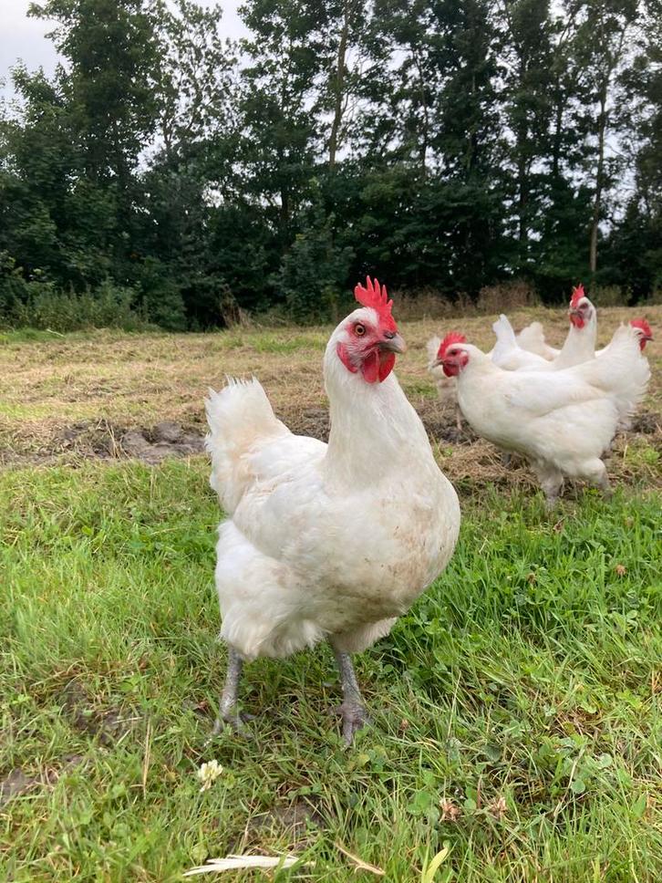 Poul de bresse hennen uit 2024, Dieren en Toebehoren, Pluimvee, Kip, Vrouwelijk