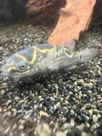 Kogel visje/ vissen / aquarium, Dieren en Toebehoren, Vis