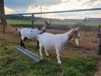 2 drachtige geiten te koop, Dieren en Toebehoren, Schapen, Geiten en Varkens, Vrouwelijk, Geit