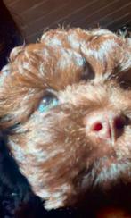 🥰We hebben hele bijzondere kleurtjes Labradoodle 🥰, Rabiës (hondsdolheid), 1 tot 2 jaar, Eén hond, Nederland