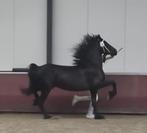 Friese merrie 3 jaar 2e Ster Premie, Merrie, Gechipt, Dressuurpaard, 3 tot 6 jaar