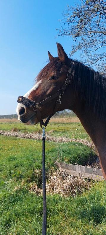 Gezocht Weide/Paddock Paradise/stal 24/7 buiten voor merrie beschikbaar voor biedingen