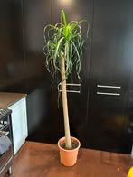 Kamerplant Beaucarnea Recurvata (nolina), Huis en Inrichting, Kamerplanten, Palm, Halfschaduw, 200 cm of meer, Ophalen
