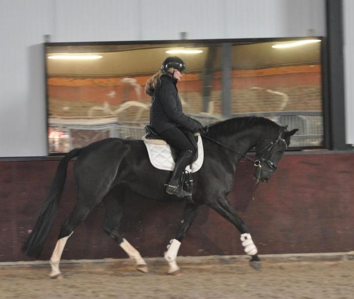 knap 5 jarig dressuurpaard v .Jameson, Dieren en Toebehoren, Paarden, Merrie, L, 170 tot 175 cm, 3 tot 6 jaar, Dressuurpaard, Met stamboom