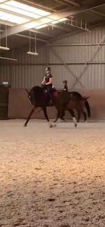 Bijrijdpaard gezocht!, Ophalen