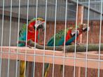 Harkekijn ara's, Dieren en Toebehoren, Vogels | Parkieten en Papegaaien, Meerdere dieren, Papegaai, Geringd