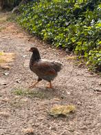 Wyandotte kriel, Dieren en Toebehoren, Pluimvee, Meerdere dieren, Kip